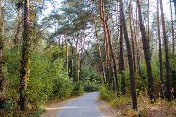 Fototapeta premium Curve road in forest. Deep autumn pine forest