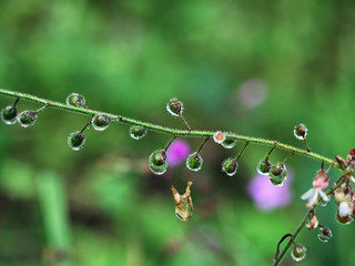 green leaves with dew