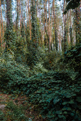 Obraz premium Deep autumn pine forest with warm sunlight illuminating green foliage.