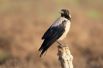 Hooded crow on the branch close up portrait with nice background