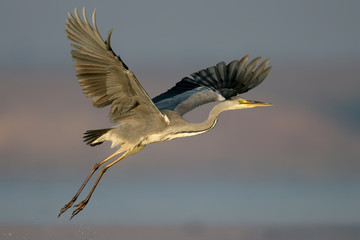 Grey heron in flight