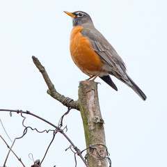 American Robin roosting