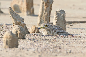 The stone curlew In the natural habitat on the nest.