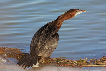 Little cormoran sitting on shore and look at camera. The identifications signs of the bird and the structure of the feathers are clearly visible.