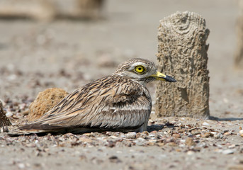 The stone curlew In the natural habitat on the nest.