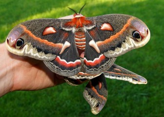 The beautiful giant silk moth butterfly called Cecropia Moth, Hyalaphora cecropia, mating pair - one of the largest butterflies or moths in the world, in a man's hand to show size