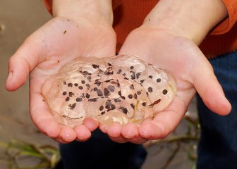 Fototapeta premium Boy holding amphibian egg mass - Spotted Salamander, Ambystoma maculatum, very similar to frog and toad eggs