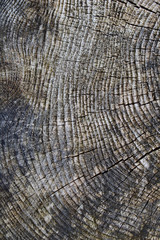 Fototapeta premium Rough weathered surface of a tree stump