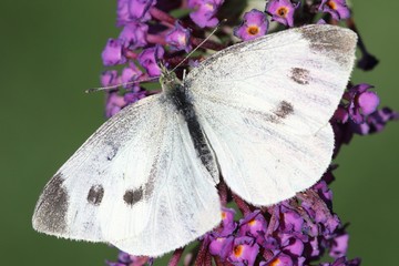 Cabbage White (Pieris brassicae) Butterfly