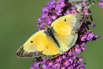 Fototapeta premium Clouded Sulphur (Colias philodice) Butterfly