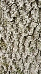 bark of tree