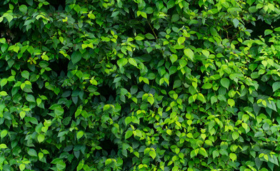 vivid green leaves background