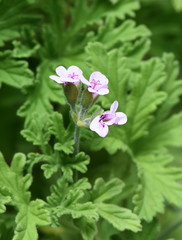 Flowers and foliage of Rose-scented Pelargonium graveolens 