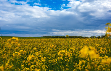 Obraz premium Canola field, landscape on a background of clouds. Canola biofuel.