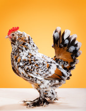 belgian d'uccle chicken, on yellow background, studio