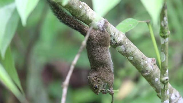 Slender squirrel (Sundasciurus tenuis) in Mt.Kerinci, Sumatra, Indonesia