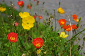 Bunte Blumenwiese mit farbigem Mohn 