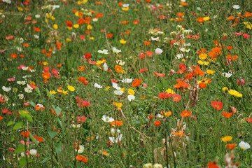 Bunte Blumenwiese mit farbigem Mohn 
