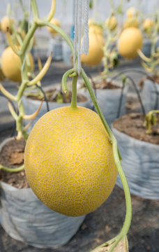 Melon ready to harvest, Organic farm