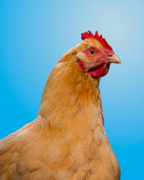 buff orpington chicken, on blue background, studio
