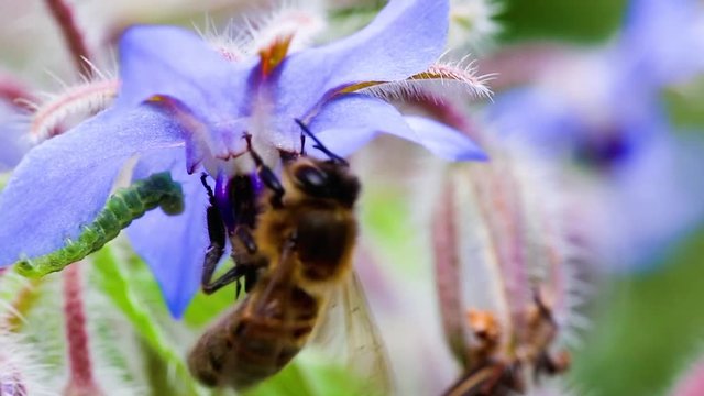 Green caterpillar on Starflower Borago officinalis flower