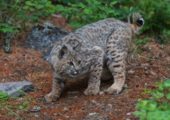 Juvenile Bobcat