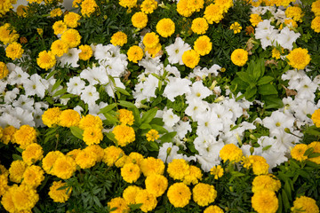 colorful white and yellow flowers