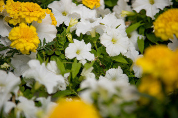 colorful white and yellow flowers