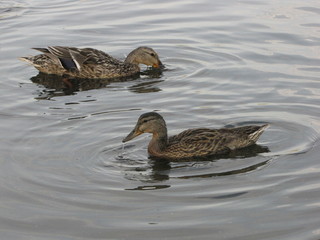 Ducks (mallard)