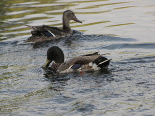 Ducks (mallard)