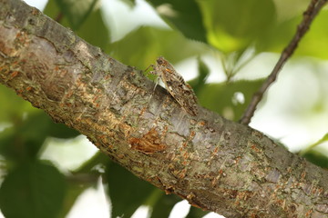 ニイニイゼミ ( Platypleura kaempferi )