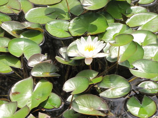 Lilies in the fish pond