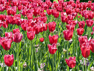 Fototapeta premium Tulips