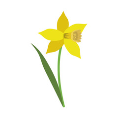yellow delicate flower icon image vector illustration design
