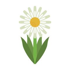 white delicate flower icon image vector illustration design