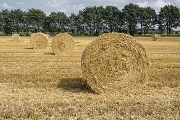 Wheat field after harvest with round straw bales in the meadow on farmland