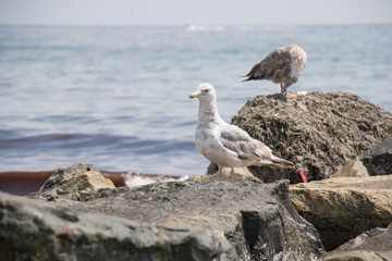 Seagull