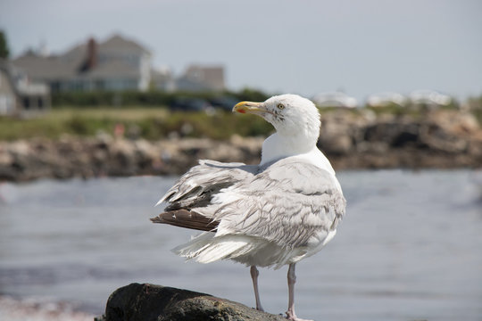 Seagull at Wallis Beach