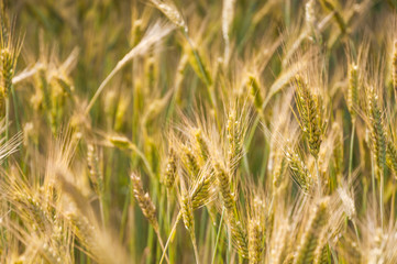 The rye crop on the field
