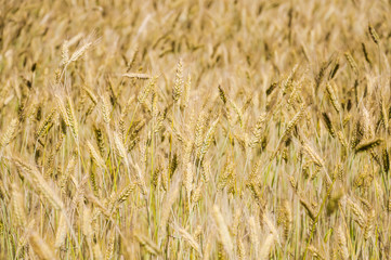 The rye crop on the field
