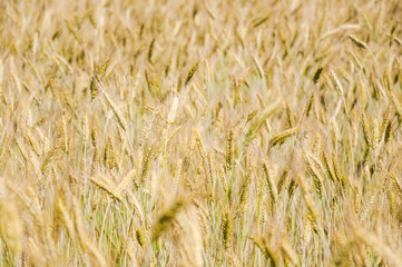 The rye crop on the field