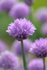 Fototapeta premium Closeup of Chive Herb in Garden