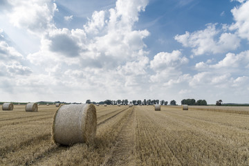 Wheat field after harvest with round straw bales in the meadow on farmland