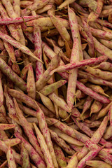 Cranberry beans for sale