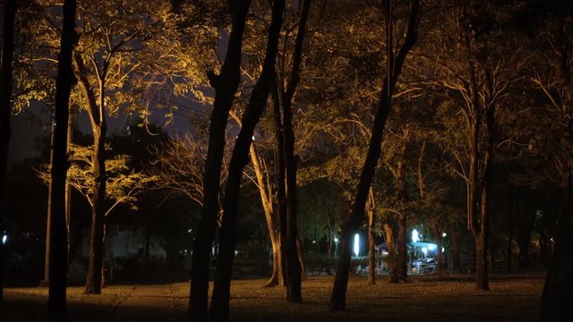 Dark forest with silhouetted trees illuminated by lantern at public park at night. Some people at background. Horror movie