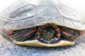Painted turtle hiding in shell