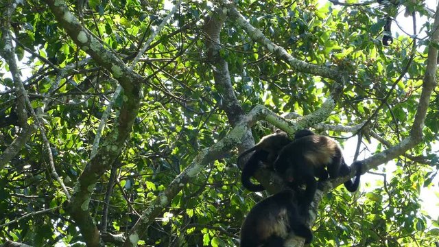 Howler monkeys fighting in the forest of at the Mombacho Volcano Nature Reserve in Nicaragua