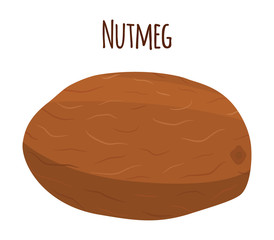 Nutmeg, organic nut, healthy vegetarian food. Cartoon style. Vector illustration