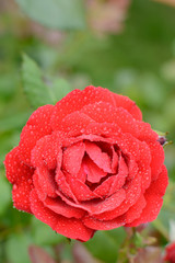Beautiful rosebud red rose with drops of water on the background of green leaves in blur