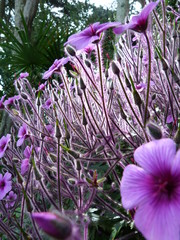 Bosquet de Fleurs perl&eacute;es